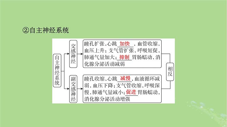 2025版高考生物一轮总复习选择性必修1第8单元稳态与调节第2讲神经调节的结构基础和基本方式课件第6页