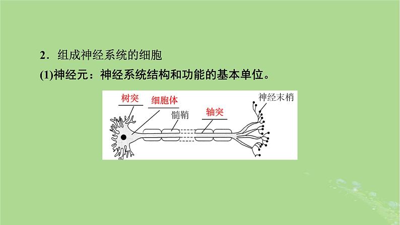 2025版高考生物一轮总复习选择性必修1第8单元稳态与调节第2讲神经调节的结构基础和基本方式课件第7页