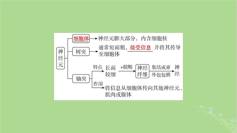 2025版高考生物一轮总复习选择性必修1第8单元稳态与调节第2讲神经调节的结构基础和基本方式课件第8页