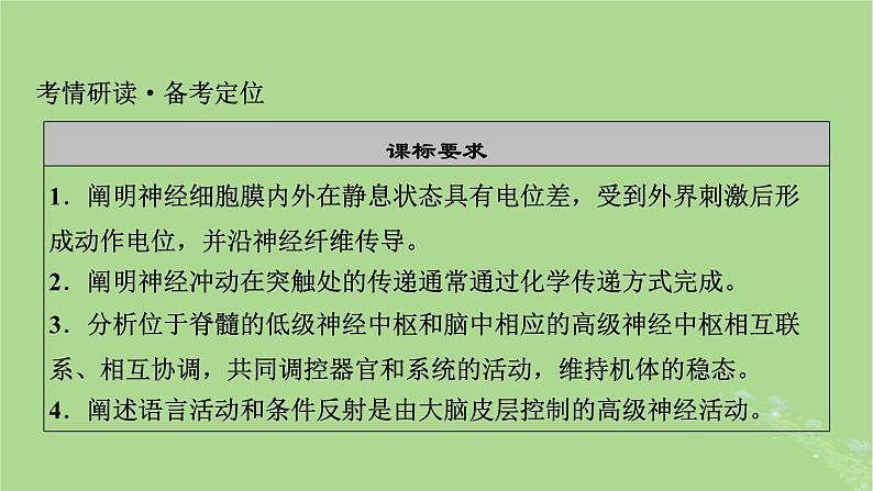 2025版高考生物一轮总复习选择性必修1第8单元稳态与调节第3讲神经冲动的产生和传导神经系统的分级调节及人脑的高级功能课件第2页