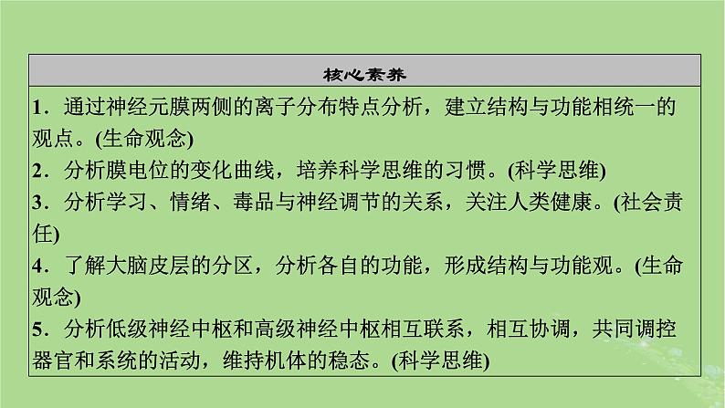 2025版高考生物一轮总复习选择性必修1第8单元稳态与调节第3讲神经冲动的产生和传导神经系统的分级调节及人脑的高级功能课件第3页