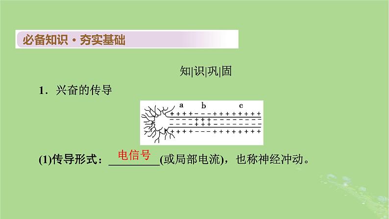 2025版高考生物一轮总复习选择性必修1第8单元稳态与调节第3讲神经冲动的产生和传导神经系统的分级调节及人脑的高级功能课件第5页