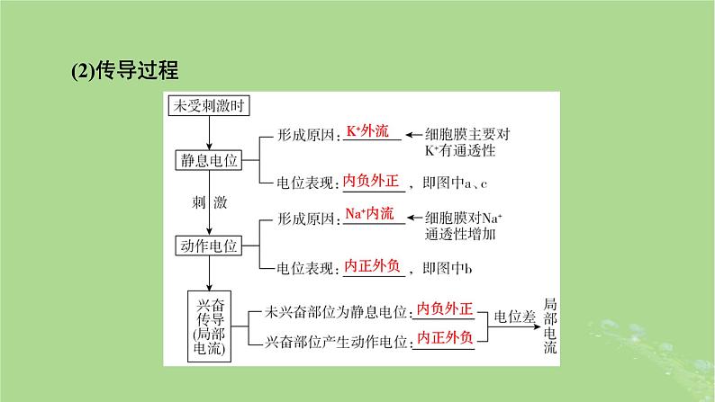 2025版高考生物一轮总复习选择性必修1第8单元稳态与调节第3讲神经冲动的产生和传导神经系统的分级调节及人脑的高级功能课件第6页