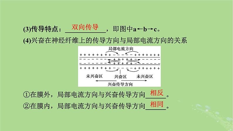 2025版高考生物一轮总复习选择性必修1第8单元稳态与调节第3讲神经冲动的产生和传导神经系统的分级调节及人脑的高级功能课件第7页