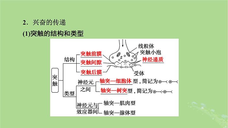 2025版高考生物一轮总复习选择性必修1第8单元稳态与调节第3讲神经冲动的产生和传导神经系统的分级调节及人脑的高级功能课件第8页