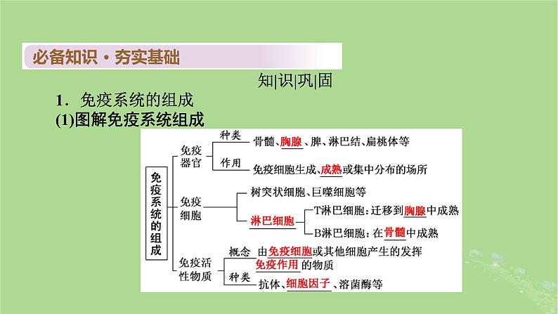 2025版高考生物一轮总复习选择性必修1第8单元稳态与调节第6讲免疫调节课件05