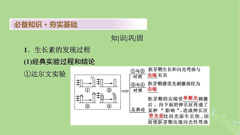 2025版高考生物一轮总复习选择性必修1第8单元稳态与调节第7讲植物生命活动的调节课件第5页