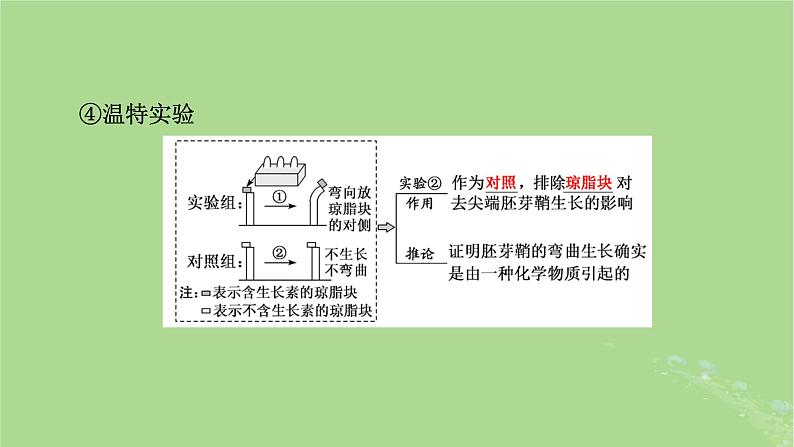 2025版高考生物一轮总复习选择性必修1第8单元稳态与调节第7讲植物生命活动的调节课件第7页