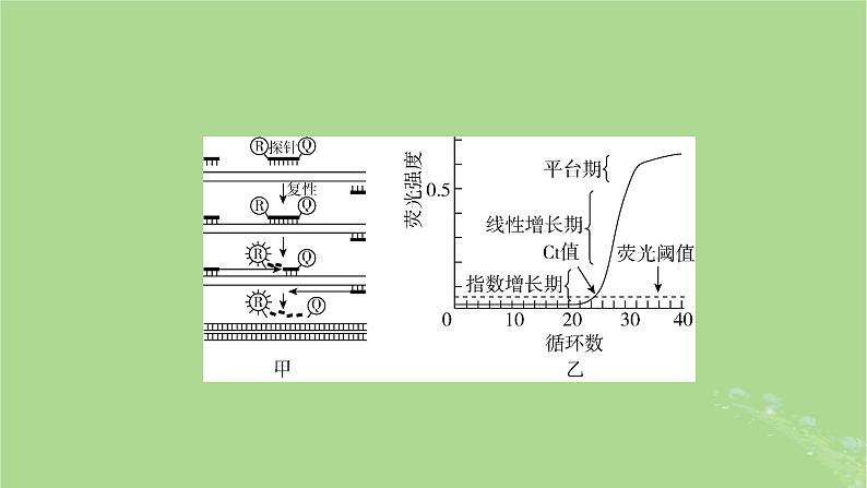 2025版高考生物一轮总复习选择性必修3情境拓展9PCR和基因编辑技术课件第3页