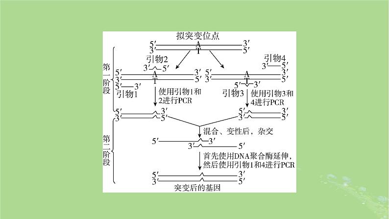 2025版高考生物一轮总复习选择性必修3情境拓展9PCR和基因编辑技术课件第5页