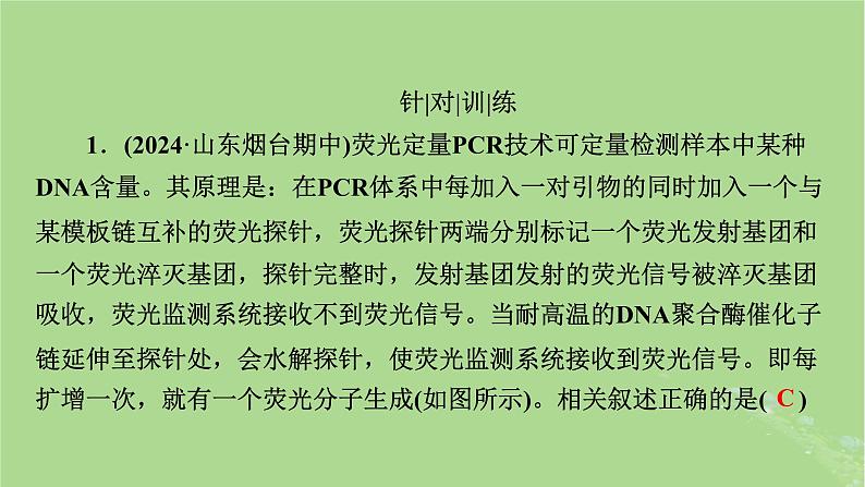 2025版高考生物一轮总复习选择性必修3情境拓展9PCR和基因编辑技术课件第6页