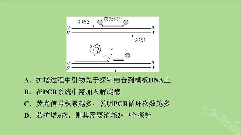 2025版高考生物一轮总复习选择性必修3情境拓展9PCR和基因编辑技术课件第7页