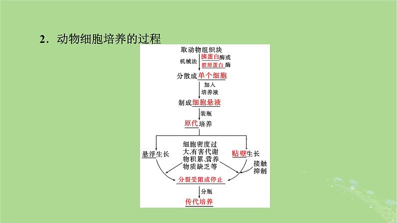 2025版高考生物一轮总复习选择性必修3第10单元生物技术与工程第4讲动物细胞工程课件第6页