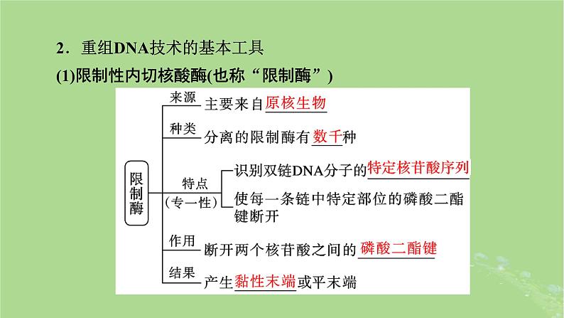 2025版高考生物一轮总复习选择性必修3第10单元生物技术与工程第6讲基因工程的基本工具课件第5页