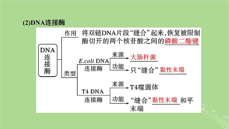 2025版高考生物一轮总复习选择性必修3第10单元生物技术与工程第6讲基因工程的基本工具课件第6页