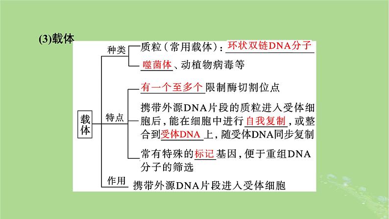 2025版高考生物一轮总复习选择性必修3第10单元生物技术与工程第6讲基因工程的基本工具课件第7页