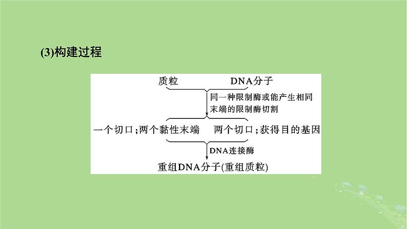 2025版高考生物一轮总复习选择性必修3第10单元生物技术与工程第7讲基因工程的基本操作程序和应用及蛋白质工程课件第7页