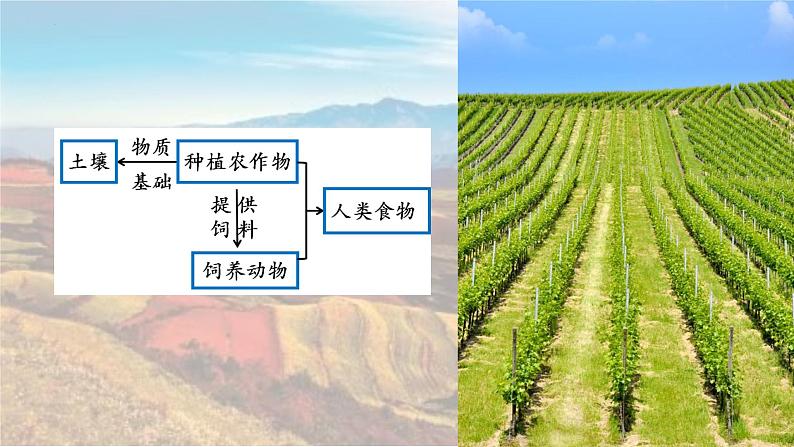 5.2 土壤第二课时课件第7页