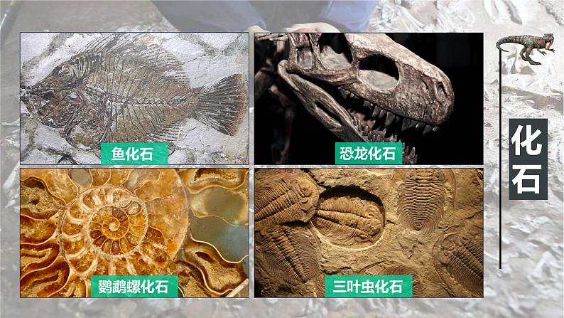 1.3地球的历史课件206