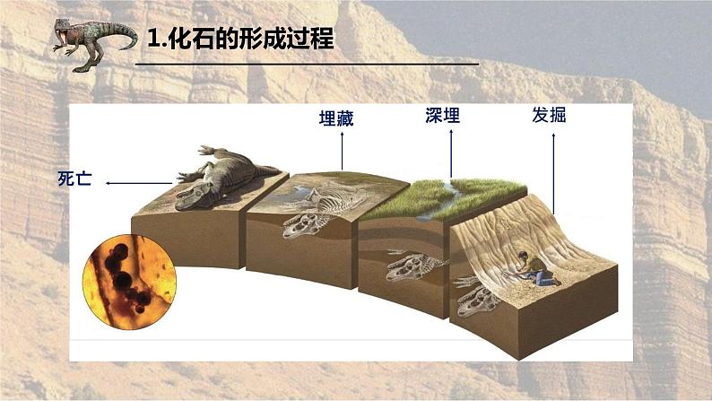 1.3地球的历史课件207