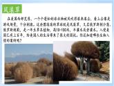 3.1.3《常见的自然灾害及其成因》第3课时 海洋灾害与生物灾害 课件-中图版地理必修第一册