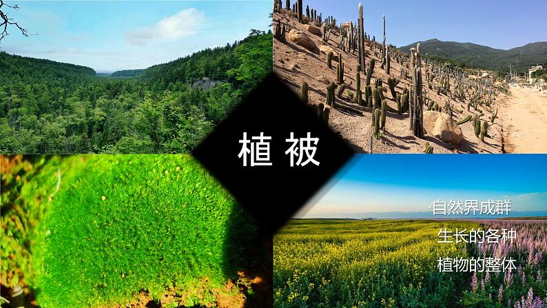 人教版地理必修第一册 5.1《植被》课件PPT03