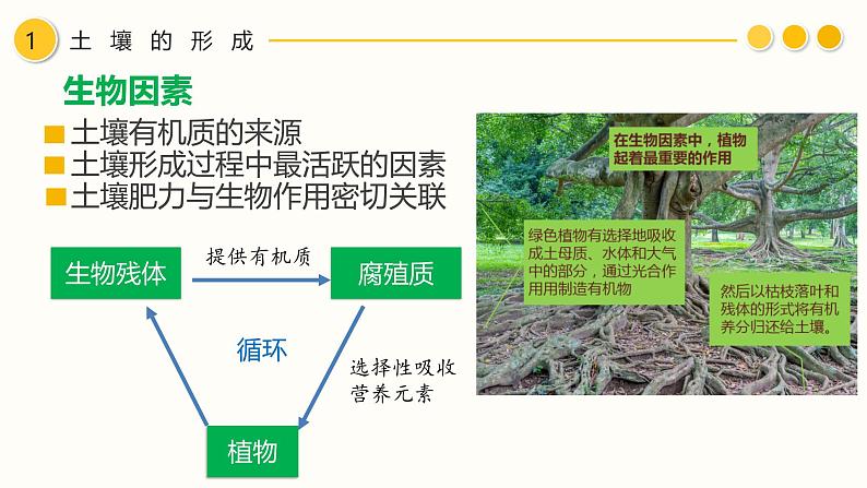 【同步课件】湘教版（2019）高中地理必修一 5.2《土壤的形成》课件（第1课时）06