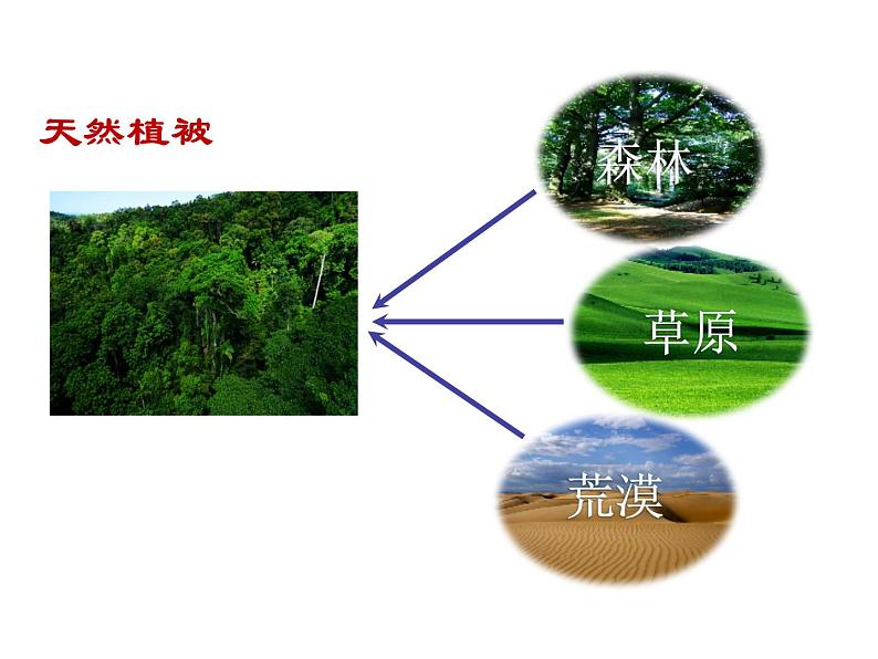 人教版高中地理必修一第五章第一节植被课件（共2课时内含视频）第6页