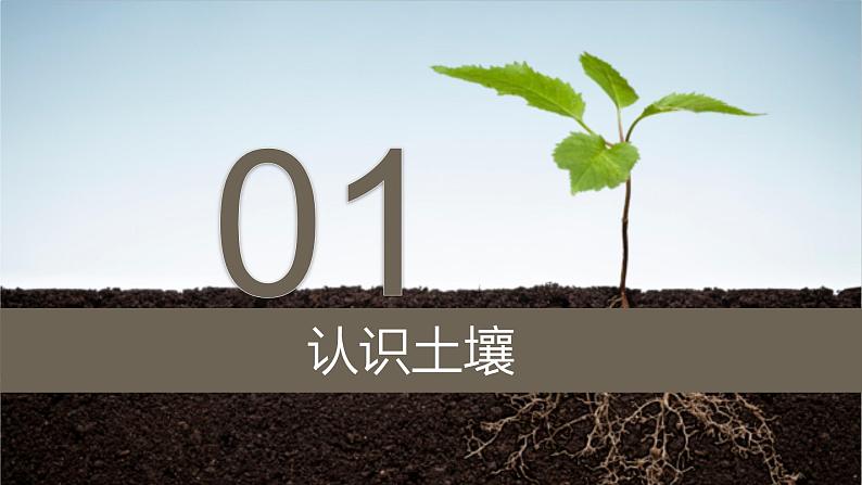 鲁教版2019高一地理 必修第一册 3.4 分析土壤形成的原因 课件05