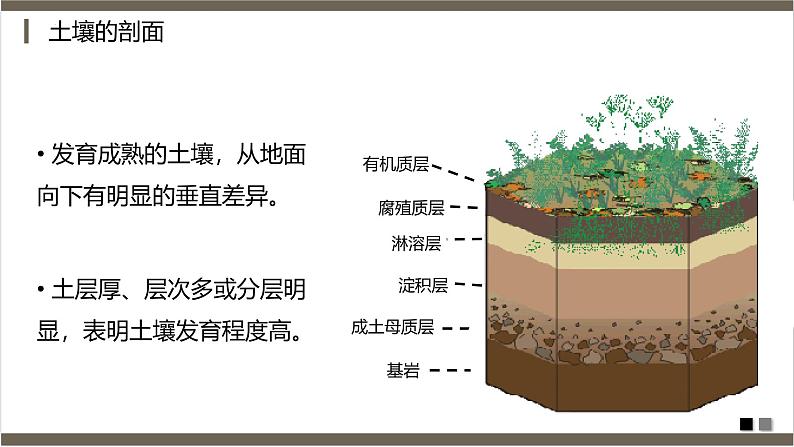 鲁教版2019高一地理 必修第一册 3.4 分析土壤形成的原因 课件08