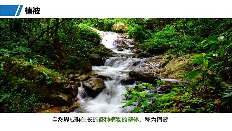 第一部分  第六章　第一讲　课时三4　植被-2025年高考地理大一轮复习（课件+讲义+练习）05