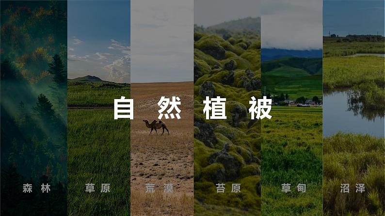 第一部分  第六章　第一讲　课时三4　植被-2025年高考地理大一轮复习（课件+讲义+练习）07