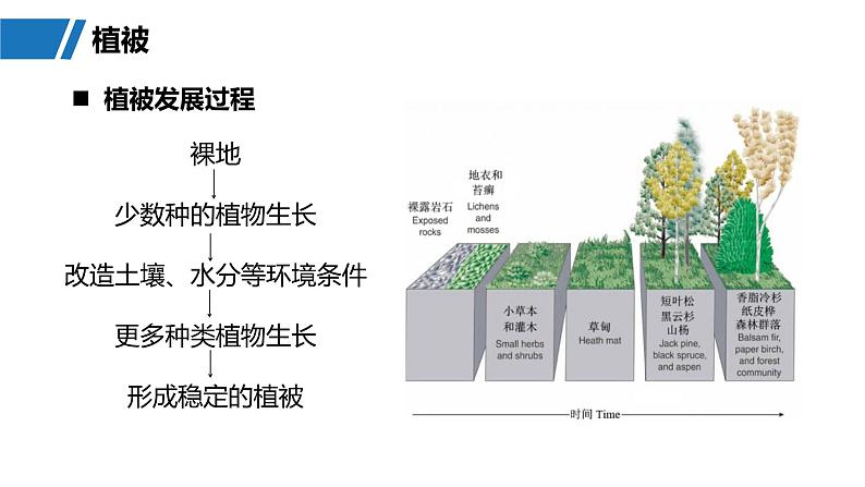 第一部分  第六章　第一讲　课时三4　植被-2025年高考地理大一轮复习（课件+讲义+练习）08