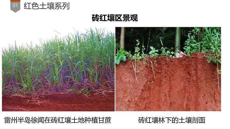 2024届高考地理一轮复习 课件 趣味自然地理之土壤篇第8页