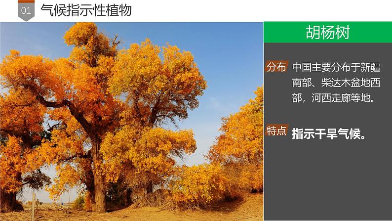 第5章 补充拓展：植物对环境的指示作用 课件- 2024-2025学年高一地理人教版（2019）必修第一册第4页