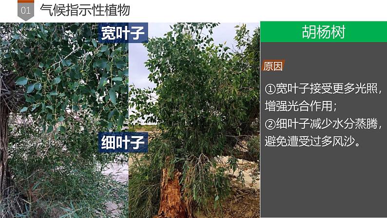 第5章 补充拓展：植物对环境的指示作用 课件- 2024-2025学年高一地理人教版（2019）必修第一册第5页