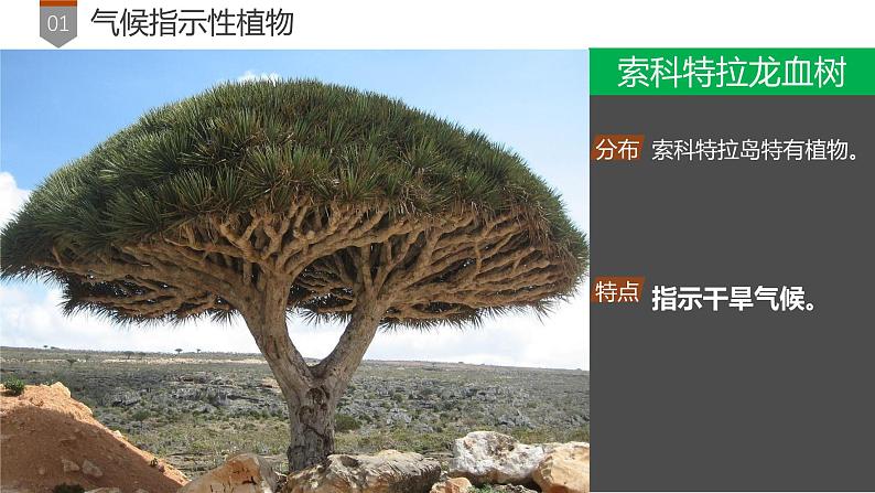 第5章 补充拓展：植物对环境的指示作用 课件- 2024-2025学年高一地理人教版（2019）必修第一册第6页
