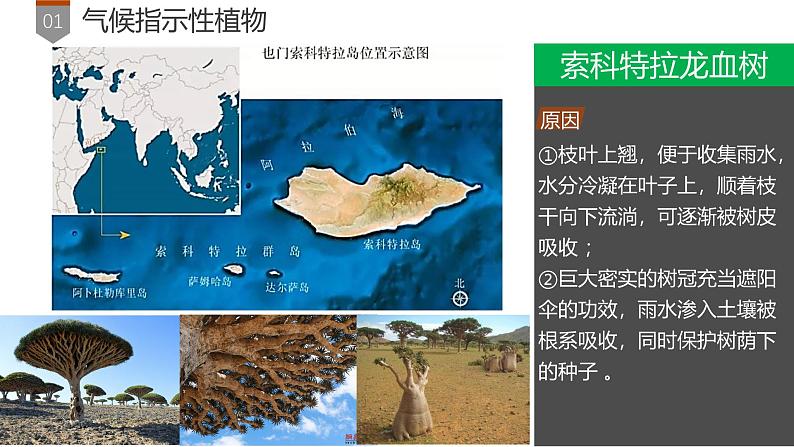 第5章 补充拓展：植物对环境的指示作用 课件- 2024-2025学年高一地理人教版（2019）必修第一册第7页