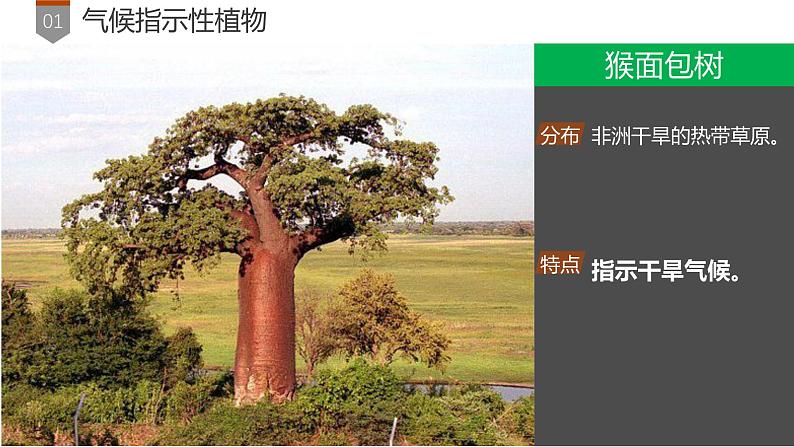 第5章 补充拓展：植物对环境的指示作用 课件- 2024-2025学年高一地理人教版（2019）必修第一册第8页