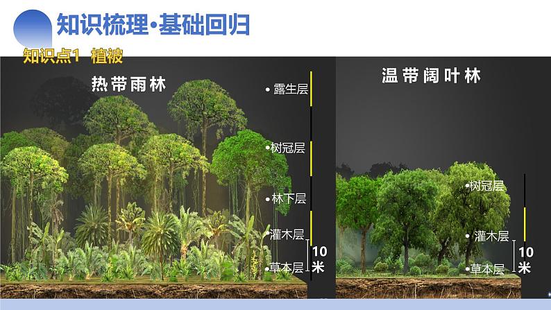 第16讲 植被和土壤（课件）-2025年高考地理一轮复习讲练测（新教材新高考）08