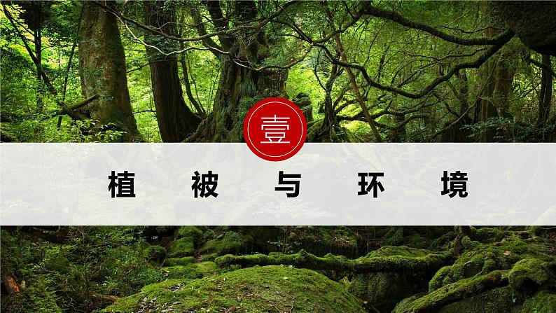 人教版高中地理必修一 5.1《植被》课件第6页