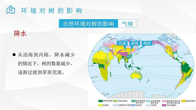 2025届高考地理二轮复习微专题课件35 树第7页