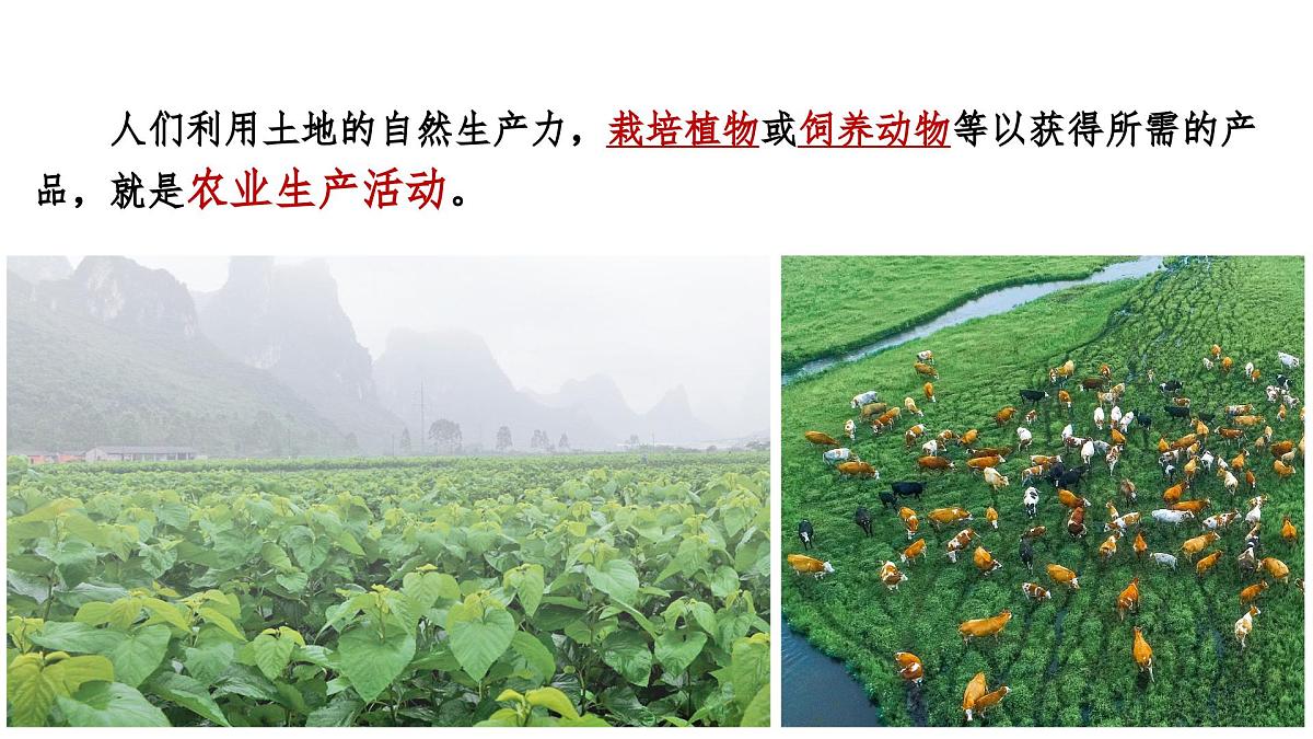 人教版高中地理必修 第二册 3-1农业区位因素及其变化 课件第5页