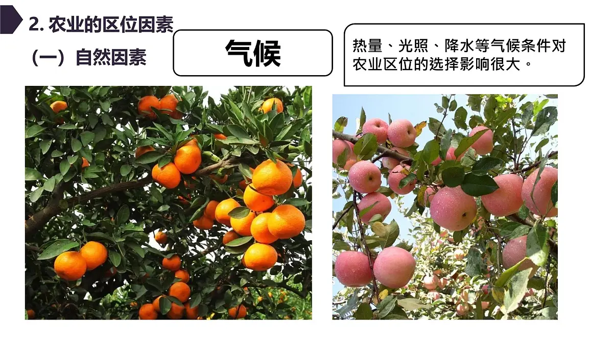 人教版高中地理必修 第二册 3-1农业区位因素及其变化 课件第8页