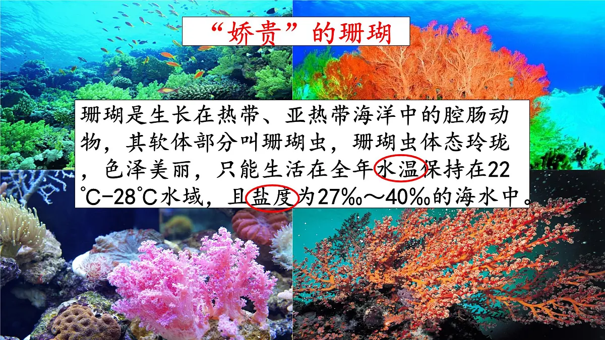 人教版高中地理必修 第一册 3-2《海水的性质》课件第2页