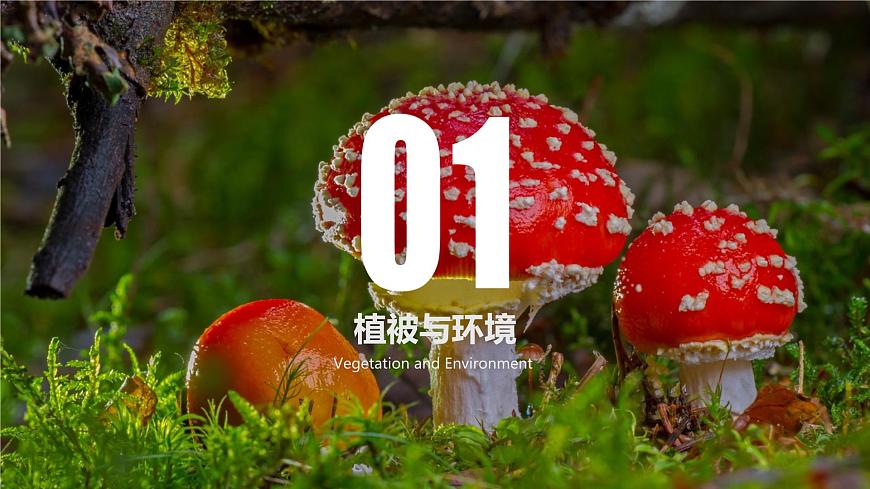 人教版高中地理必修 第一册 5-1《植被》课件第4页