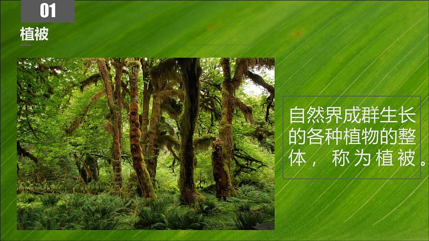 人教版高中地理必修 第一册 5-1《植被》课件第5页