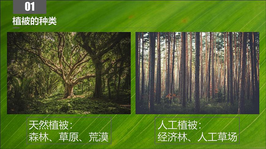 人教版高中地理必修 第一册 5-1《植被》课件第6页