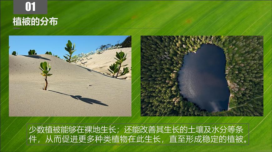人教版高中地理必修 第一册 5-1《植被》课件第7页