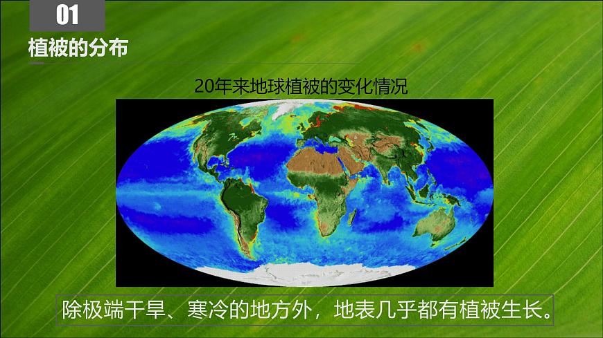 人教版高中地理必修 第一册 5-1《植被》课件第8页